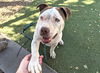 adoptable Dog in , AZ named JEREMIAH