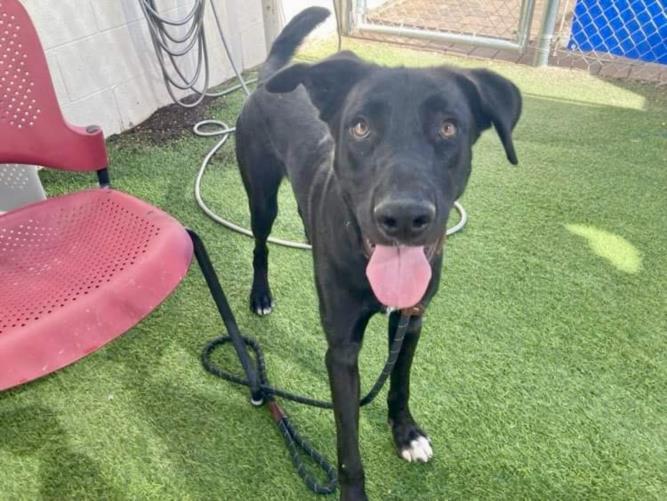 adoptable Dog in Phoenix, AZ named MIDNIGHT