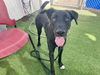 adoptable Dog in phoenix, AZ named MIDNIGHT