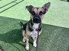 adoptable Dog in , AZ named HIRO