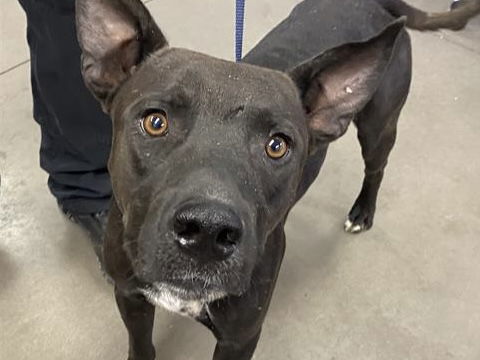 adoptable Dog in Phoenix, AZ named JONES