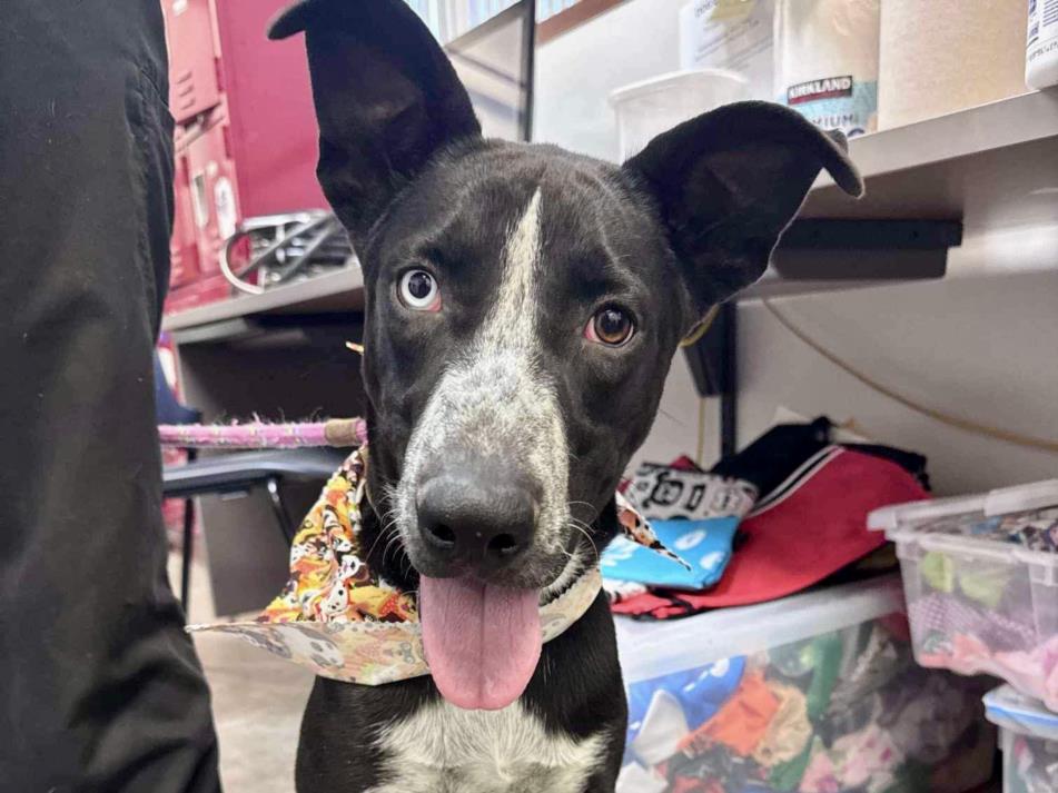 adoptable Dog in Phoenix, AZ named DEAN