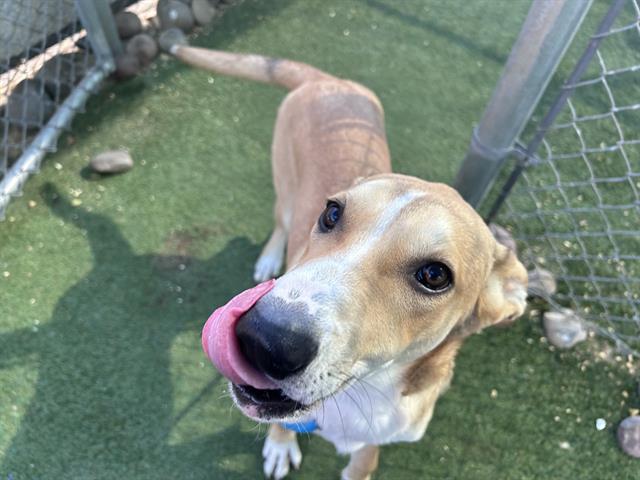 adoptable Dog in Phoenix, AZ named HANK