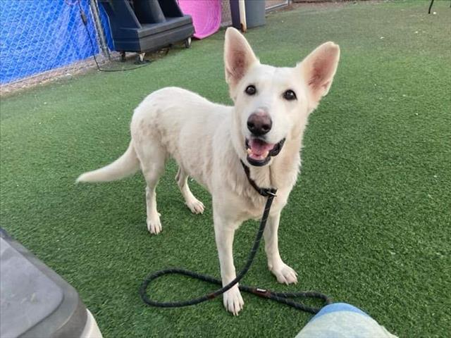 adoptable Dog in Phoenix, AZ named FRENCH VANILLA