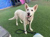 adoptable Dog in phoenix, AZ named FRENCH VANILLA