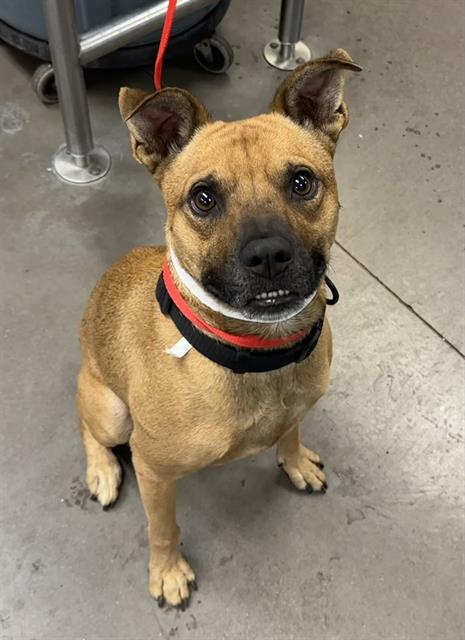 adoptable Dog in Phoenix, AZ named LARRY