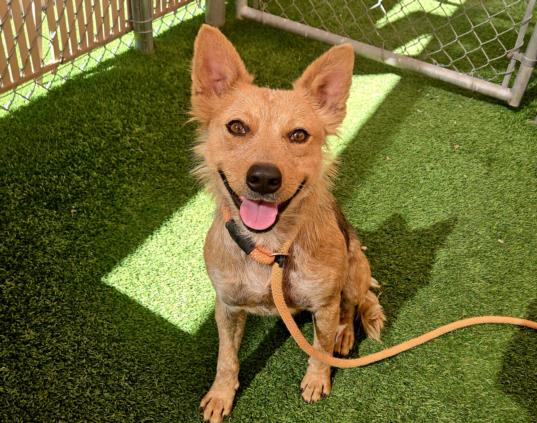 adoptable Dog in Phoenix, AZ named FOXIE