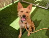 adoptable Dog in phoenix, AZ named FOXIE