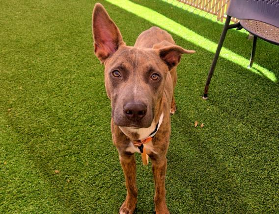 adoptable Dog in Phoenix, AZ named HERBIE