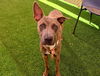 adoptable Dog in , AZ named HERBIE