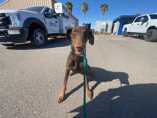 adoptable Dog in Phoenix, AZ named HILDE