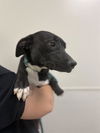 adoptable Dog in phoenix, AZ named DAGNY