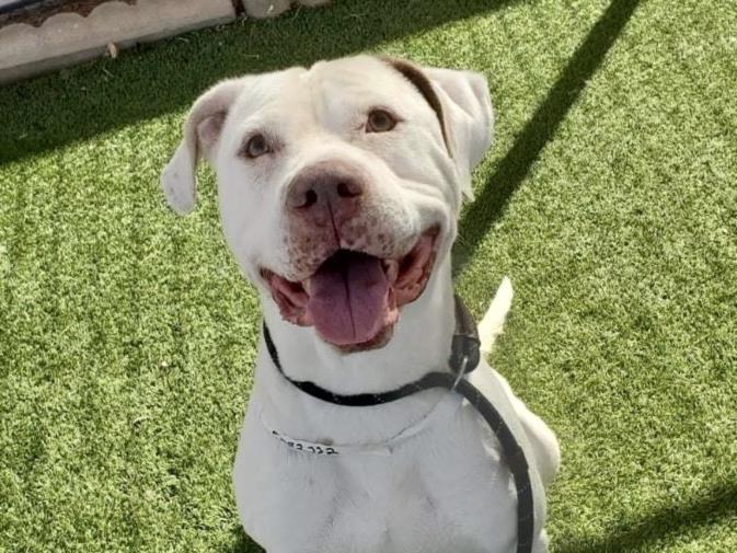 adoptable Dog in Phoenix, AZ named NORMAN