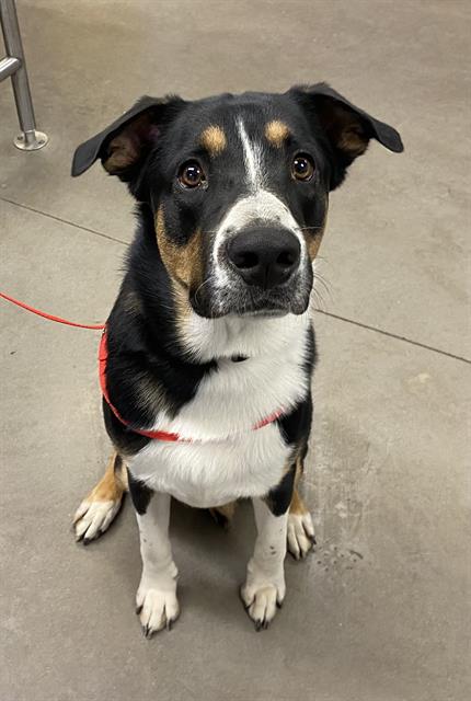 adoptable Dog in Phoenix, AZ named KEVIN