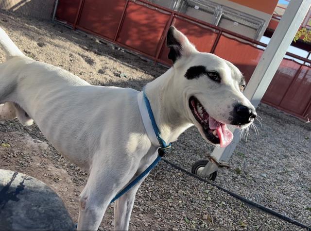 adoptable Dog in Phoenix, AZ named ART