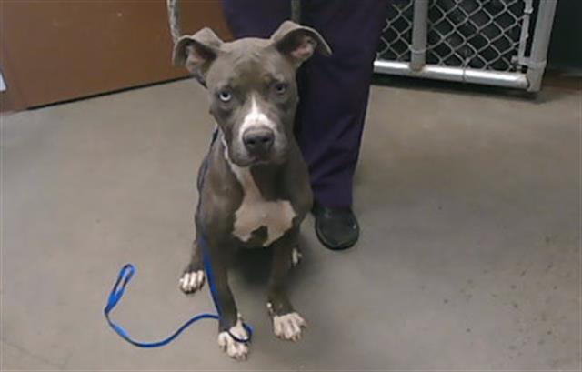 adoptable Dog in Phoenix, AZ named NIKKI