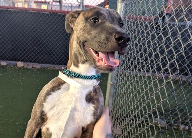 adoptable Dog in Phoenix, AZ named DERBY