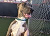 adoptable Dog in phoenix, AZ named DERBY