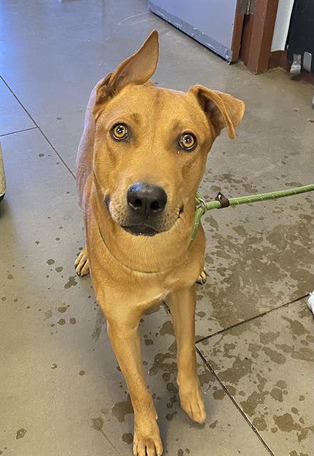 adoptable Dog in Phoenix, AZ named HAROLD