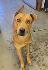 adoptable Dog in phoenix, AZ named HAROLD