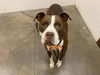 adoptable Dog in phoenix, AZ named MERCEDES