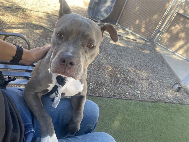 adoptable Dog in Phoenix, AZ named ETHEL