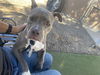 adoptable Dog in phoenix, AZ named ETHEL