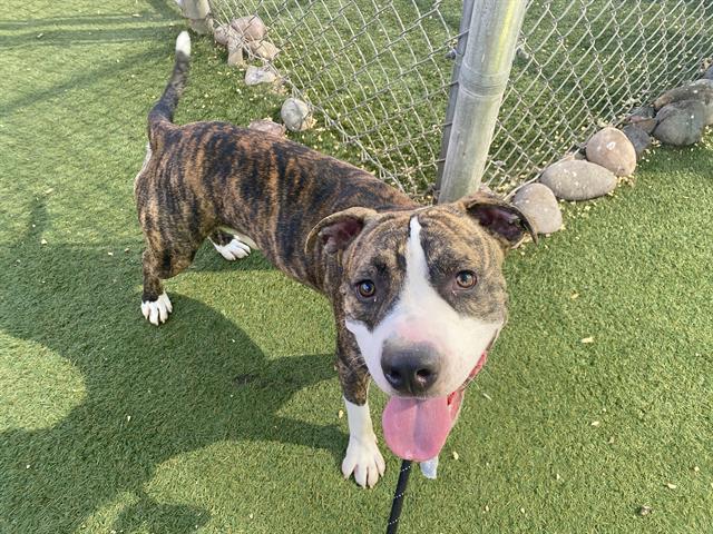 adoptable Dog in Phoenix, AZ named CLYDE