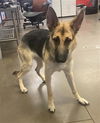 adoptable Dog in , AZ named JULIET