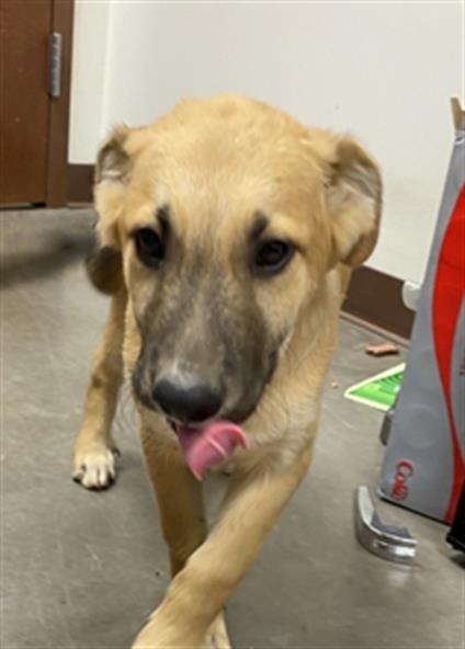 adoptable Dog in Phoenix, AZ named ORVILLE