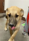 adoptable Dog in phoenix, AZ named ORVILLE