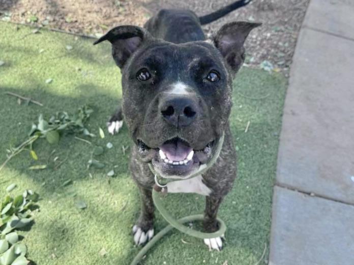 adoptable Dog in Phoenix, AZ named KATE