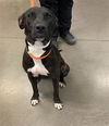 adoptable Dog in phoenix, AZ named FASHA