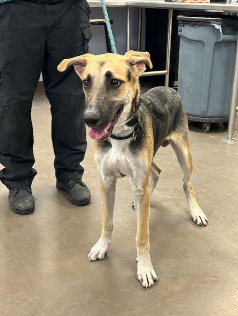 adoptable Dog in Phoenix, AZ named FLOPPY