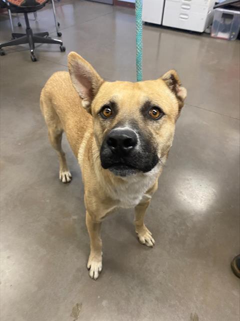 adoptable Dog in Phoenix, AZ named JAMES DEAN