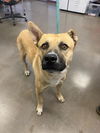 adoptable Dog in , AZ named JAMES DEAN