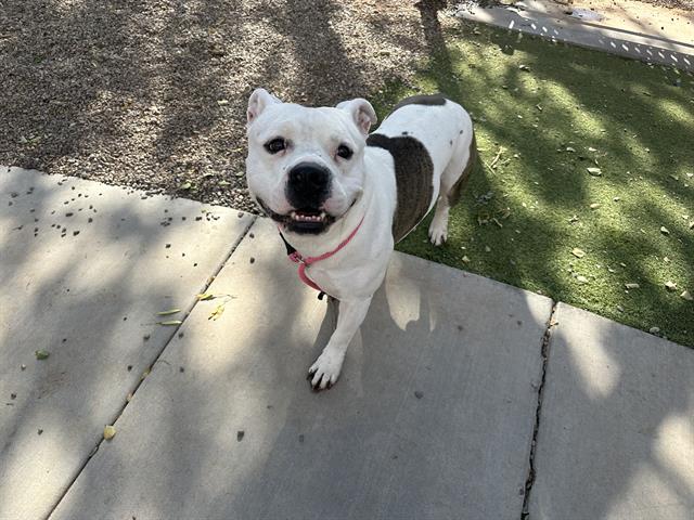 adoptable Dog in Phoenix, AZ named LUCA