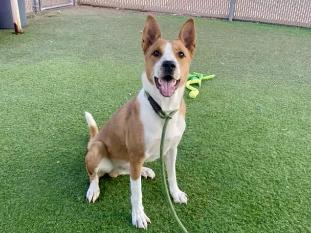 adoptable Dog in Phoenix, AZ named TRICKSTER