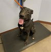 adoptable Dog in phoenix, AZ named MONTY