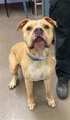 adoptable Dog in phoenix, AZ named KING KONG