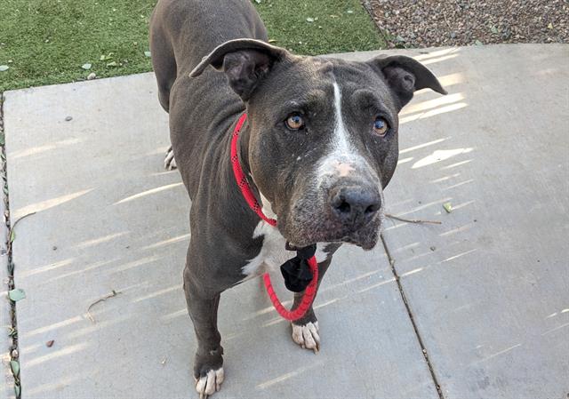 adoptable Dog in Phoenix, AZ named CHARM