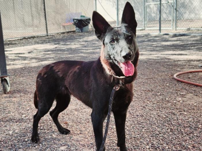 adoptable Dog in Phoenix, AZ named MABEL