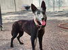 adoptable Dog in phoenix, AZ named MABEL