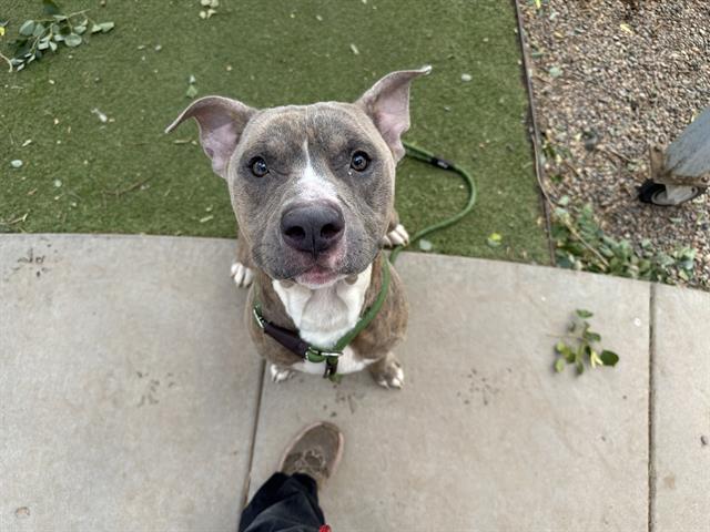 adoptable Dog in Phoenix, AZ named JALISCO