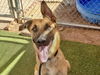 adoptable Dog in phoenix, AZ named CHARLIE