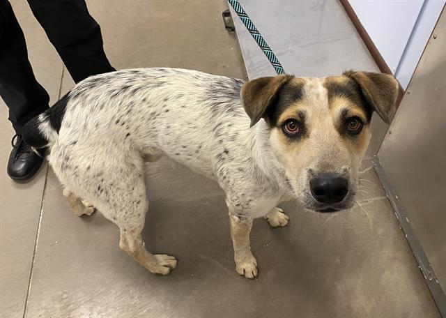 adoptable Dog in Phoenix, AZ named OLLIE