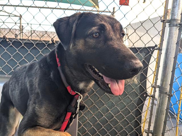 adoptable Dog in Phoenix, AZ named JAZZ