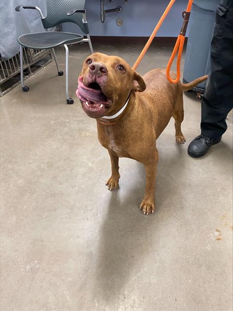 adoptable Dog in Phoenix, AZ named LILY