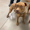 adoptable Dog in phoenix, AZ named MILLIE