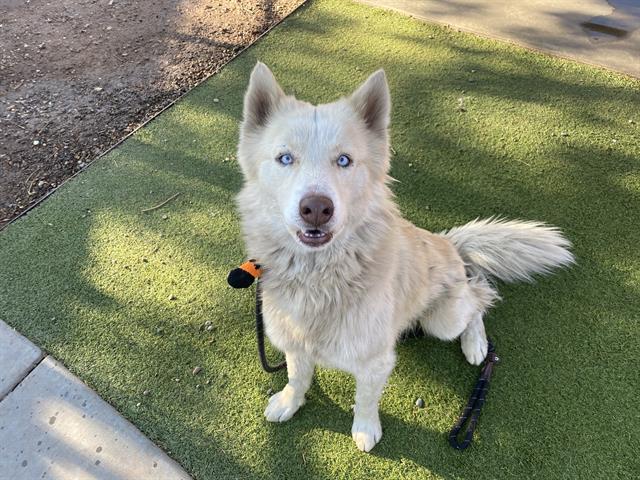 adoptable Dog in Phoenix, AZ named CHESTER